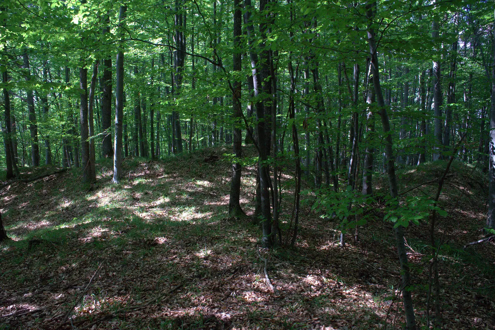 Creasta dintre Vârful Şiridiu şi Vârful Saciova (intersecţie cu traseul CR) – Ruinele Cetăţii Saciova