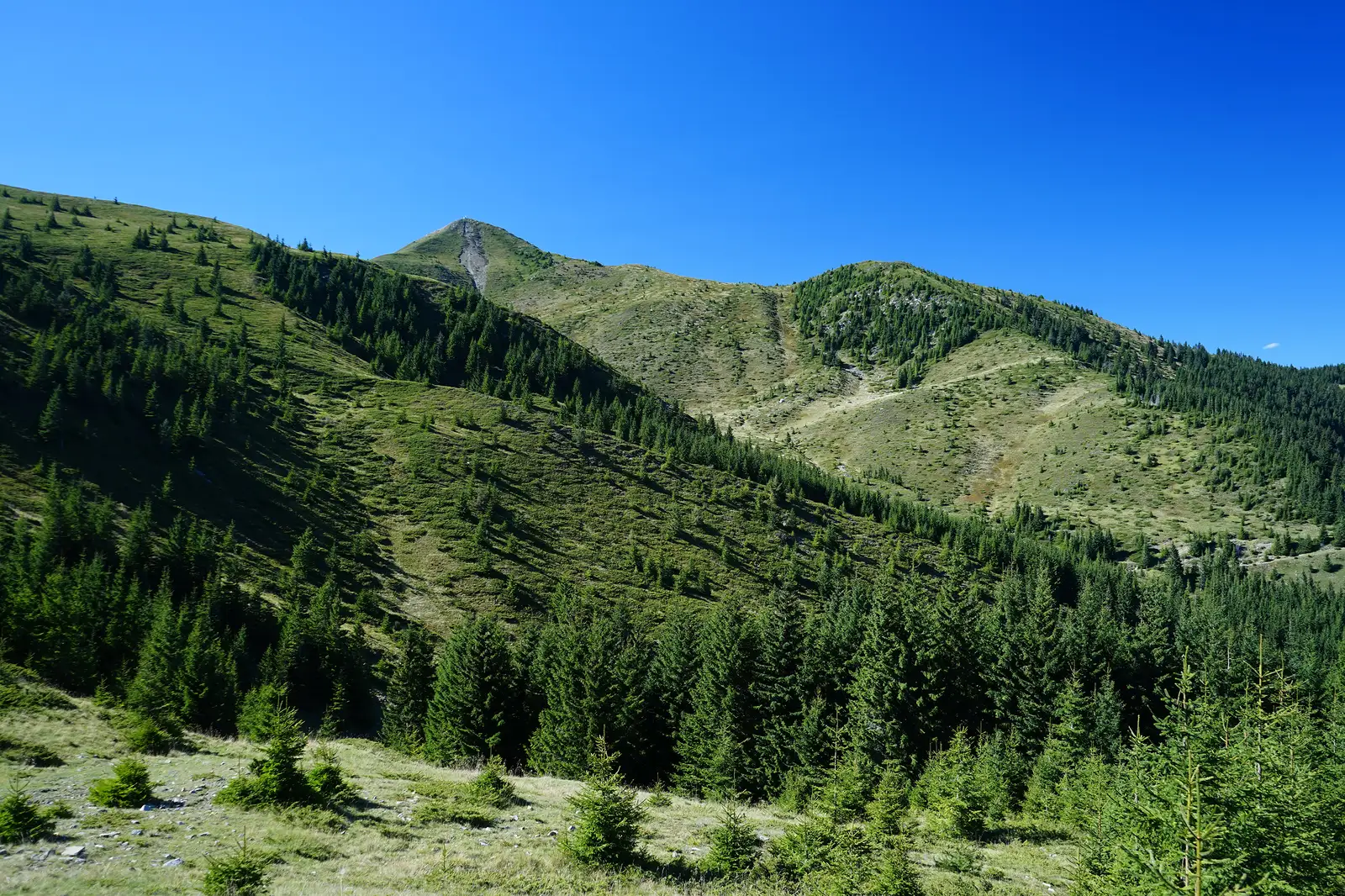 Valea Bâsca Mare – Lacul Roşu – Valea Bâsca Mică