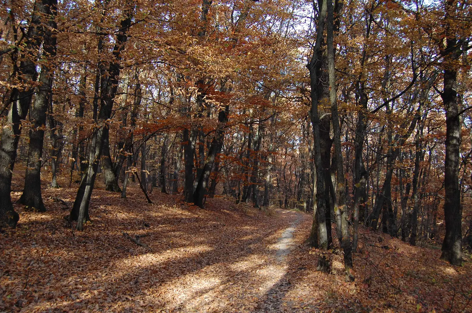 Cartierul Mănăștur - Strada Basarabia - Capul Dealului - Şaua Páter