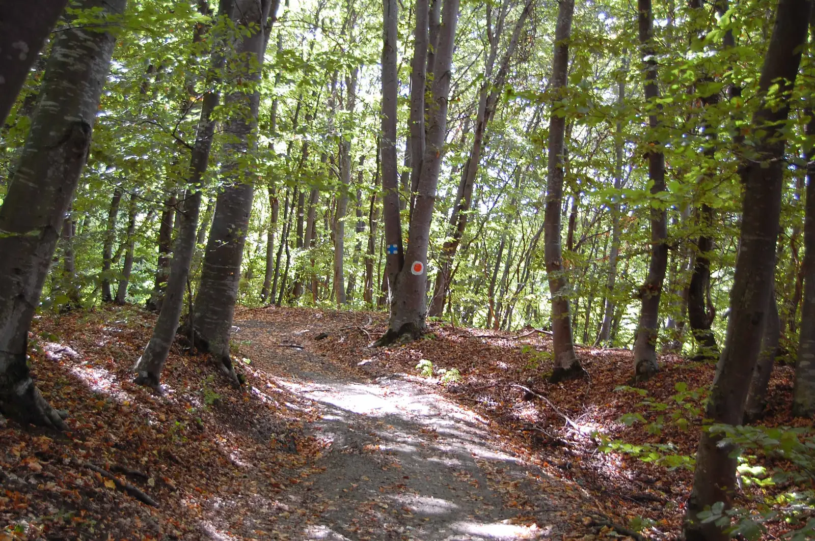 Restaurantul Roata - Creasta Dumbrăvii - Sinitău - Restaurantul Roata