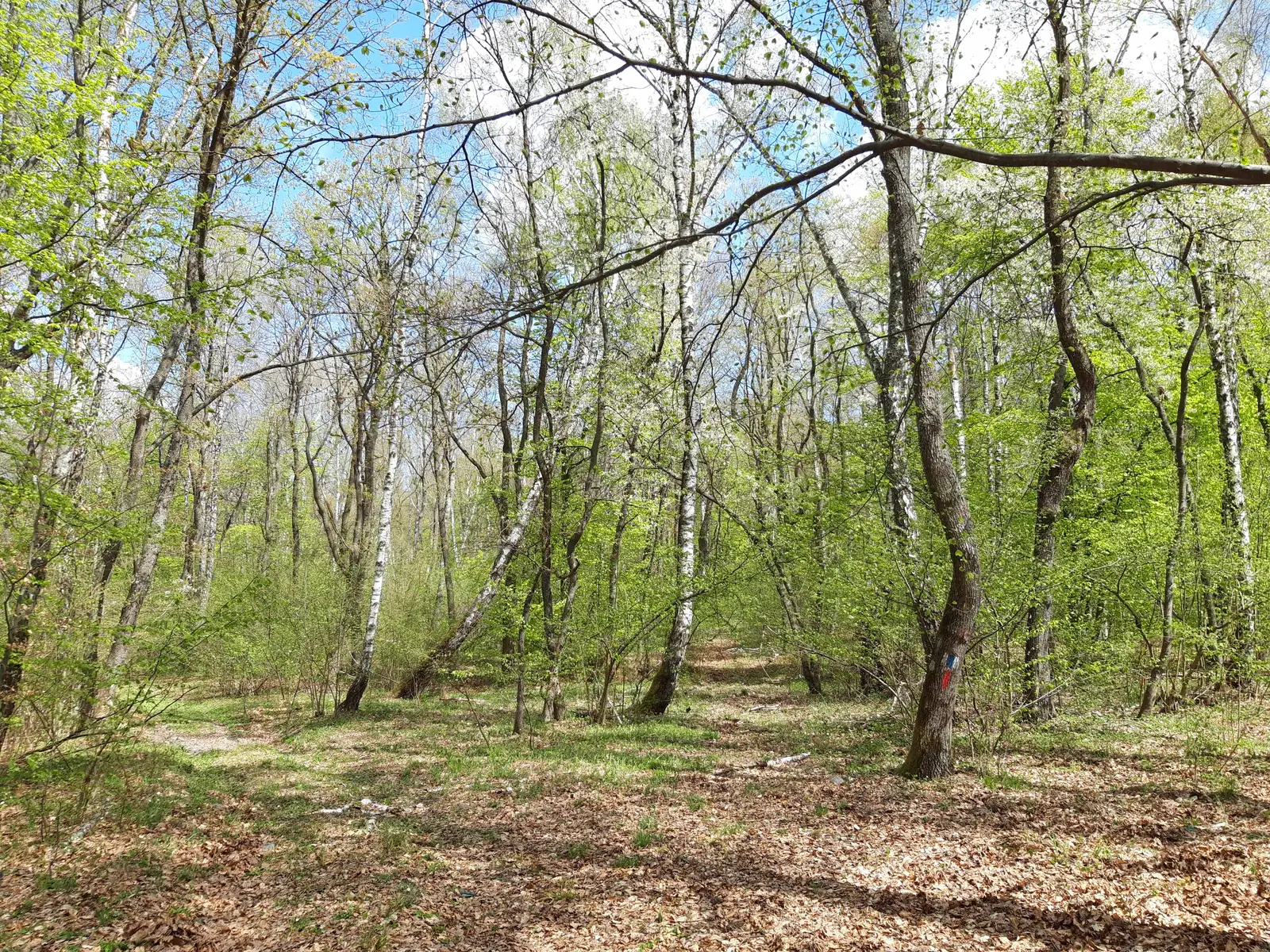 Lacul Micești - Traseul BR