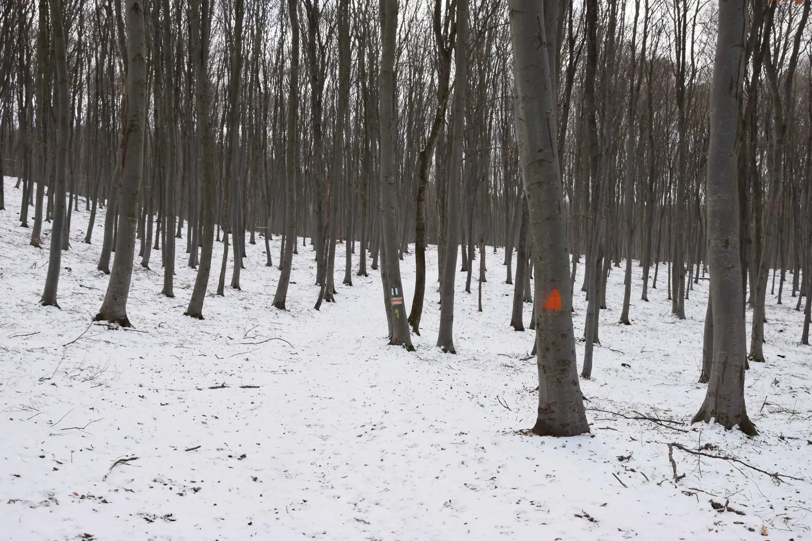 DJ 107R (Râtul Peenii) - Izvorul Dr. Bilașcu