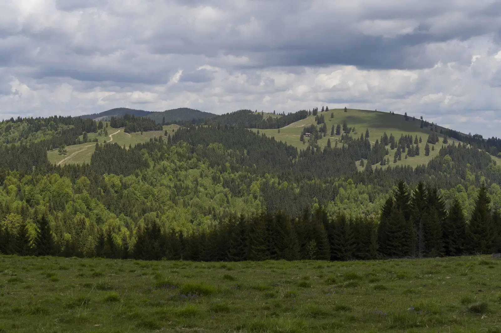 Plăieșii de Sus - Vf. Repatu Mare - Iacobeni