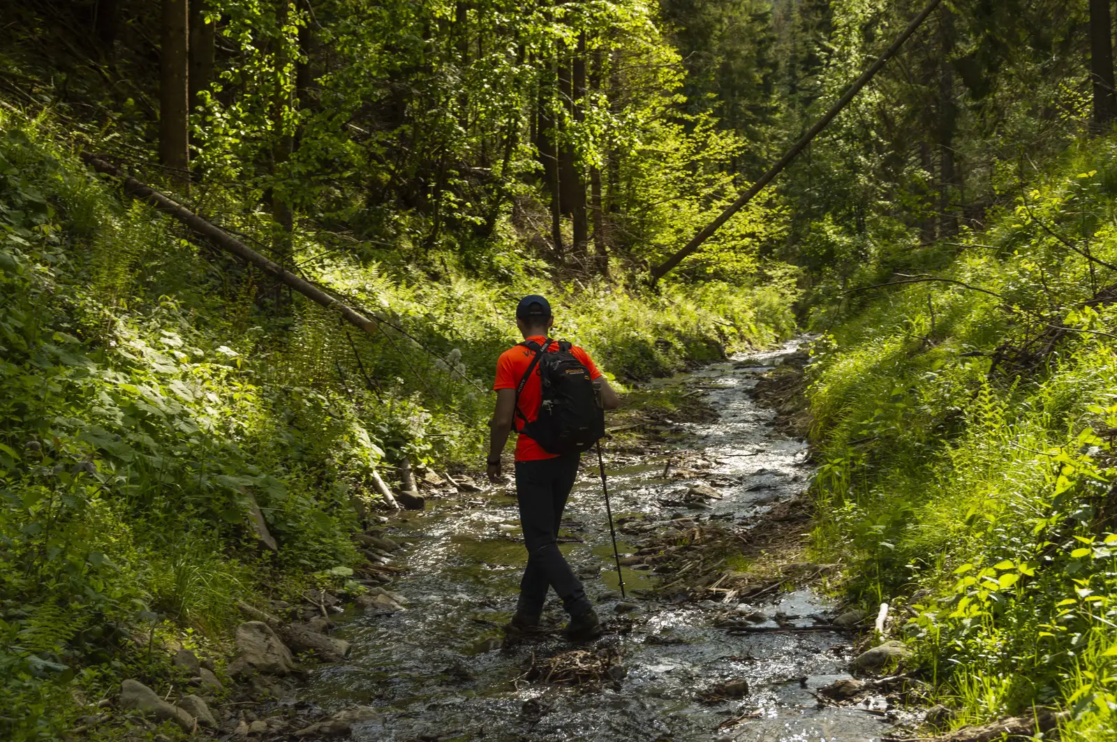 Traseul PR - Pârâul Repatu Mare - Sub Vf. Repatu Mare