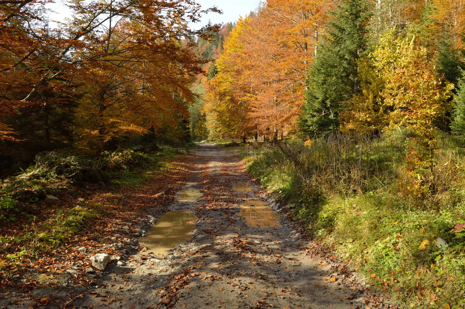 Greşu (Casa lui Neagu) - Valea Putnei - Şaua Poieniţa