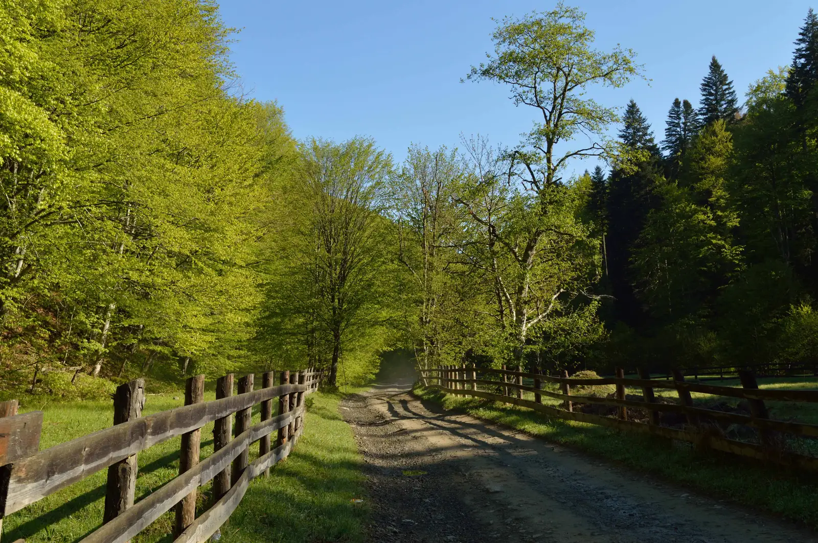 Lepşa - Pichetul Clăbucului - Pasul Oituz