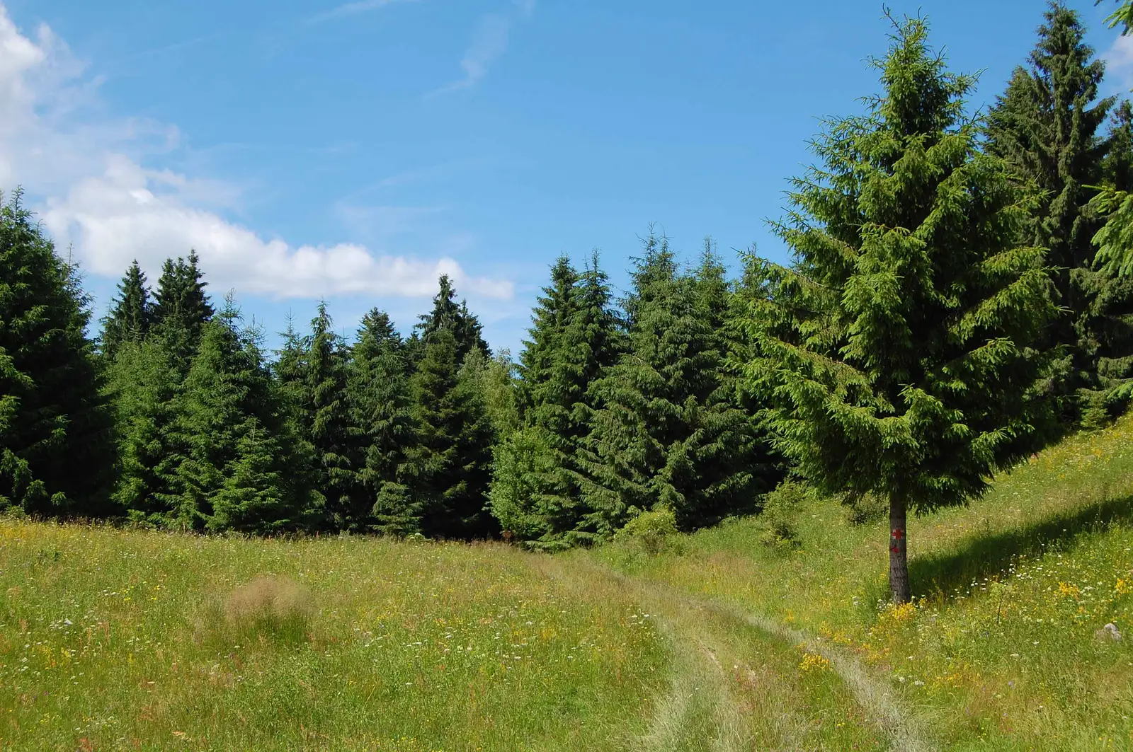 satul Bucium - lângă Detunata Goală - Roșia Montană
