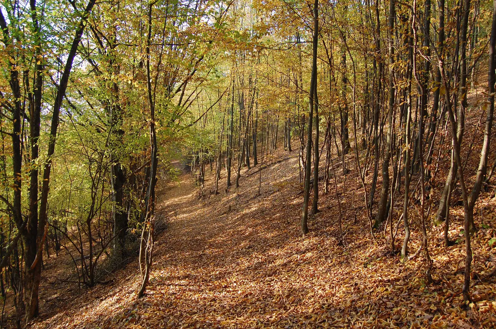 DJ707 - Vf. Omeag - Vf. Pleșu - Vf. Țapului - DJ708