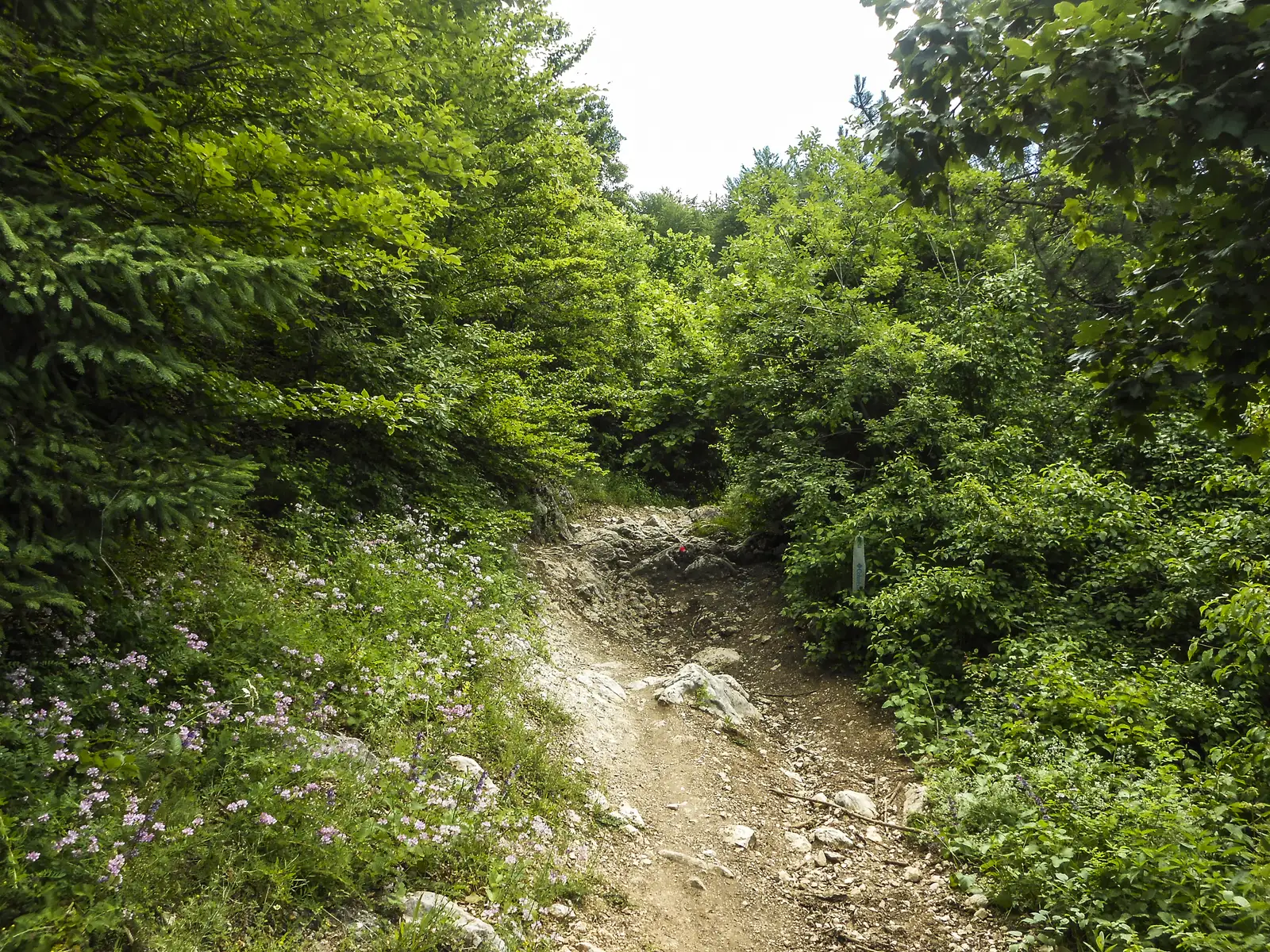 Pensiunea V. Cetăţii - Peştera Râşnoavei