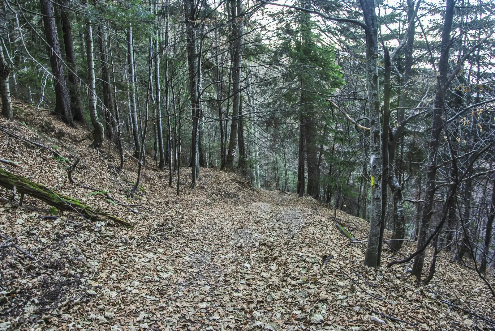 Drumul Familiar - Poteca Ţiganilor