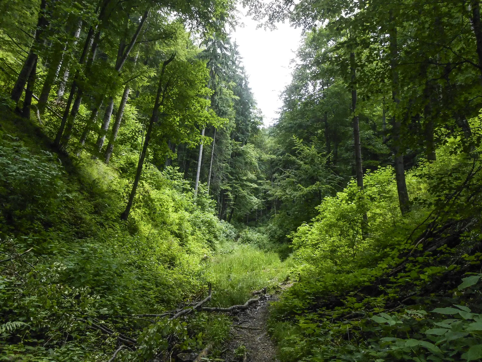 Şaua Tâmpei - Valea Cetăţii - Poiana Braşov