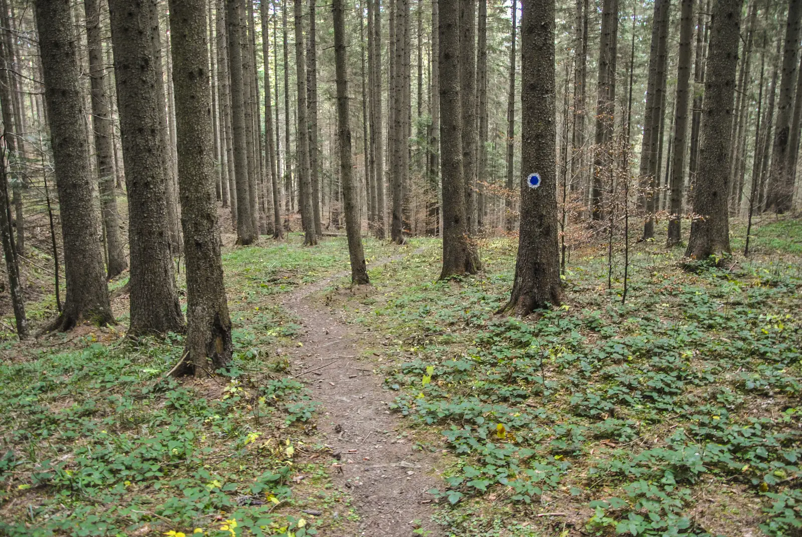 Predeal - deasupra Poienii Stânei din Pietricica