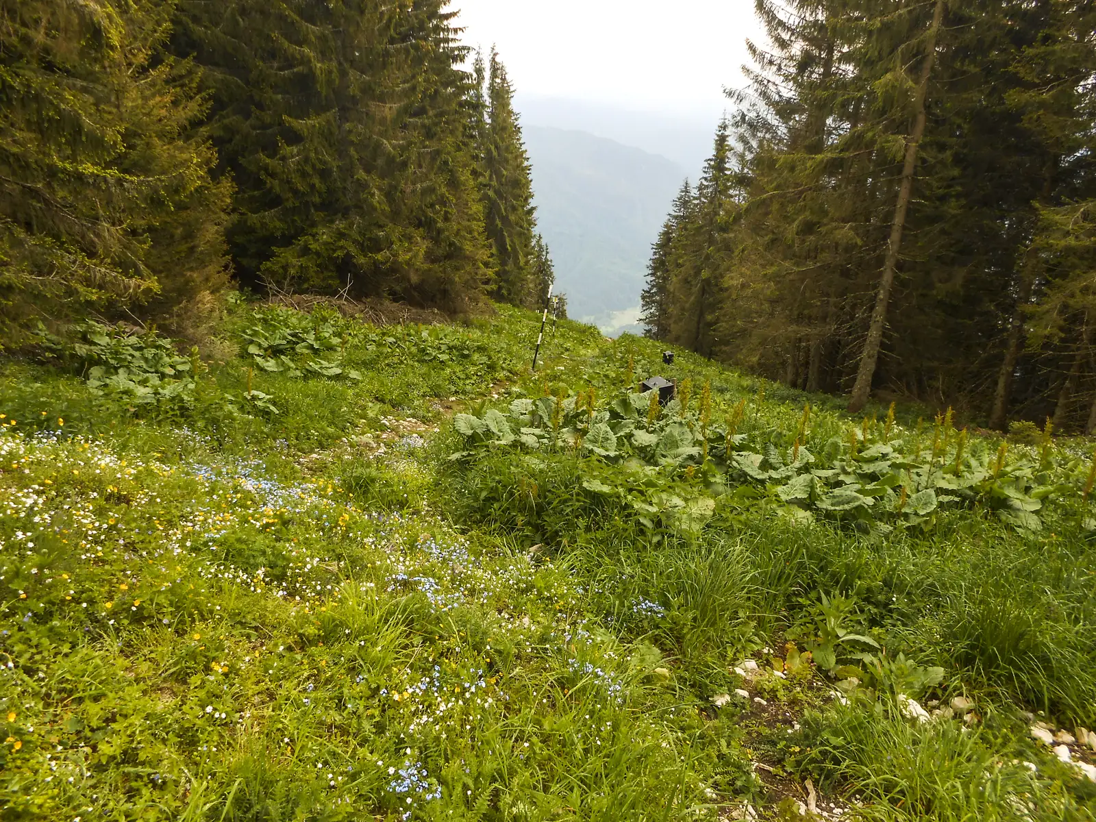 Braşov - Vf. Postăvaru - Cabana Trei Brazi - Predeal
