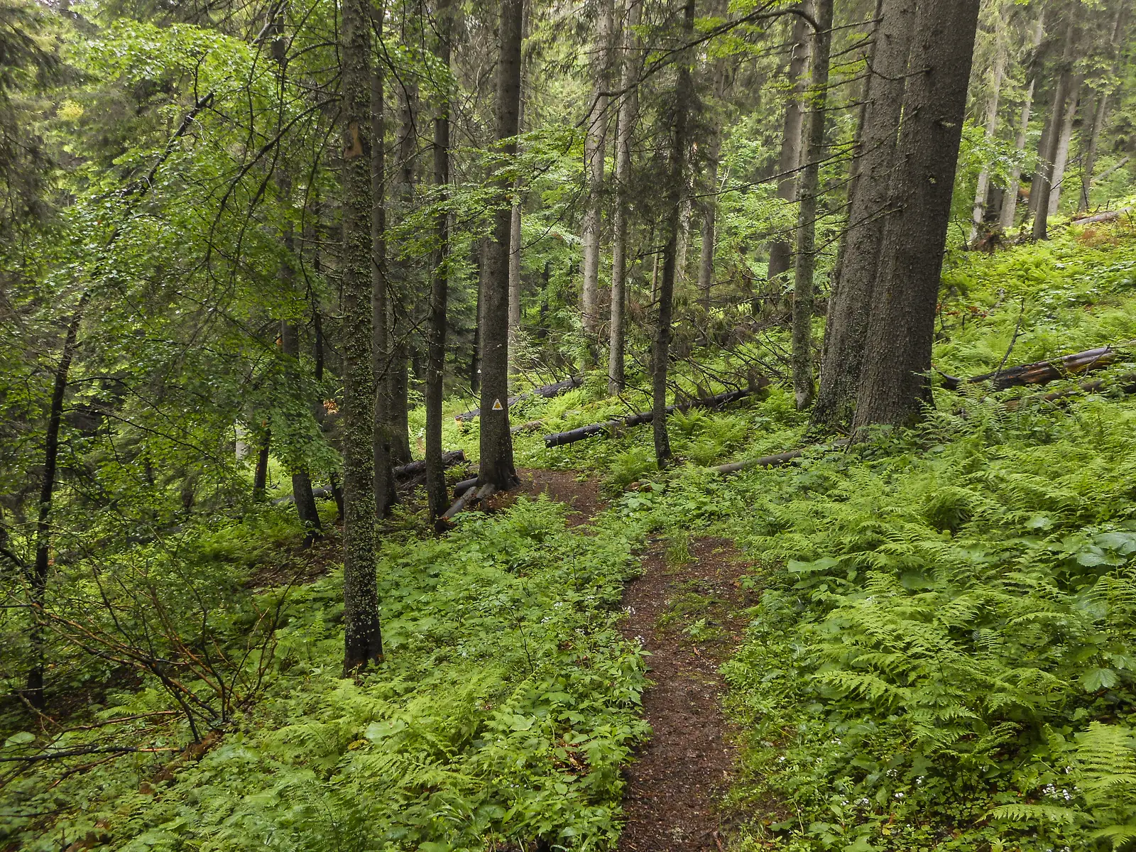 traseul CR (Poiana Braşov) - Pârtia Sulinar - Poiana Ruia
