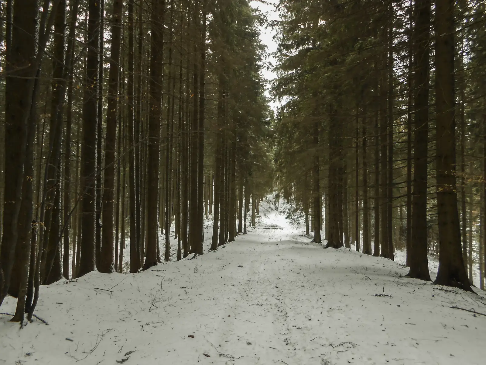 Clăbucet Plecare - Şaua Pietricica - sub Vf. lui Andir