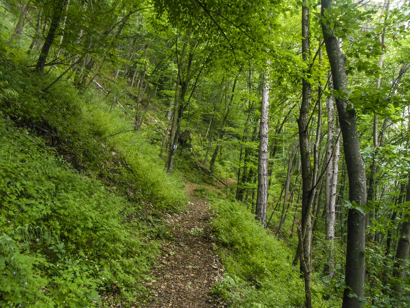 Braşov (centru) - Poiana lui Stechil - Culmea Crucuru