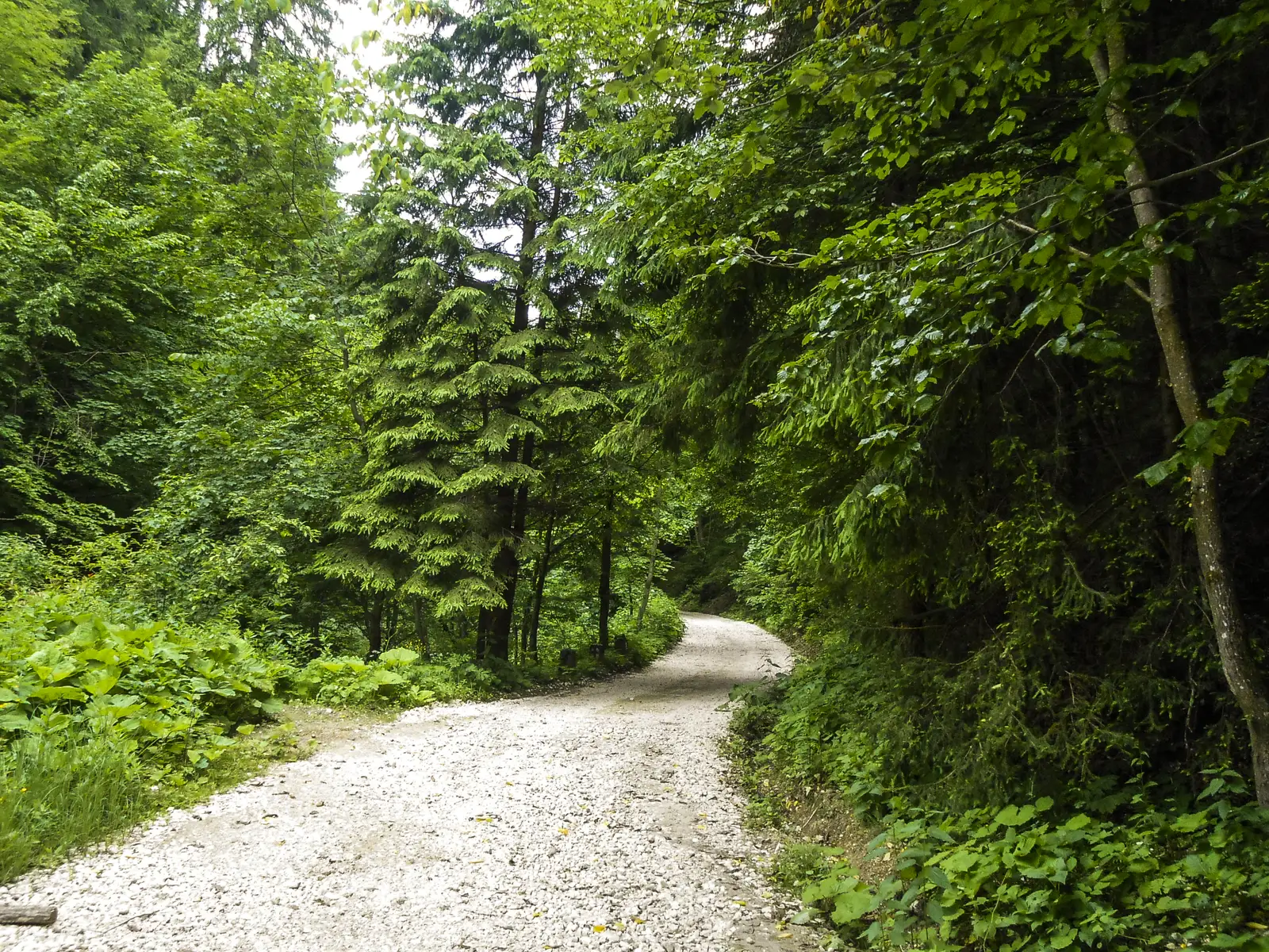 Timişu de Jos - Valea Lamba Mare - Poiana Ruia