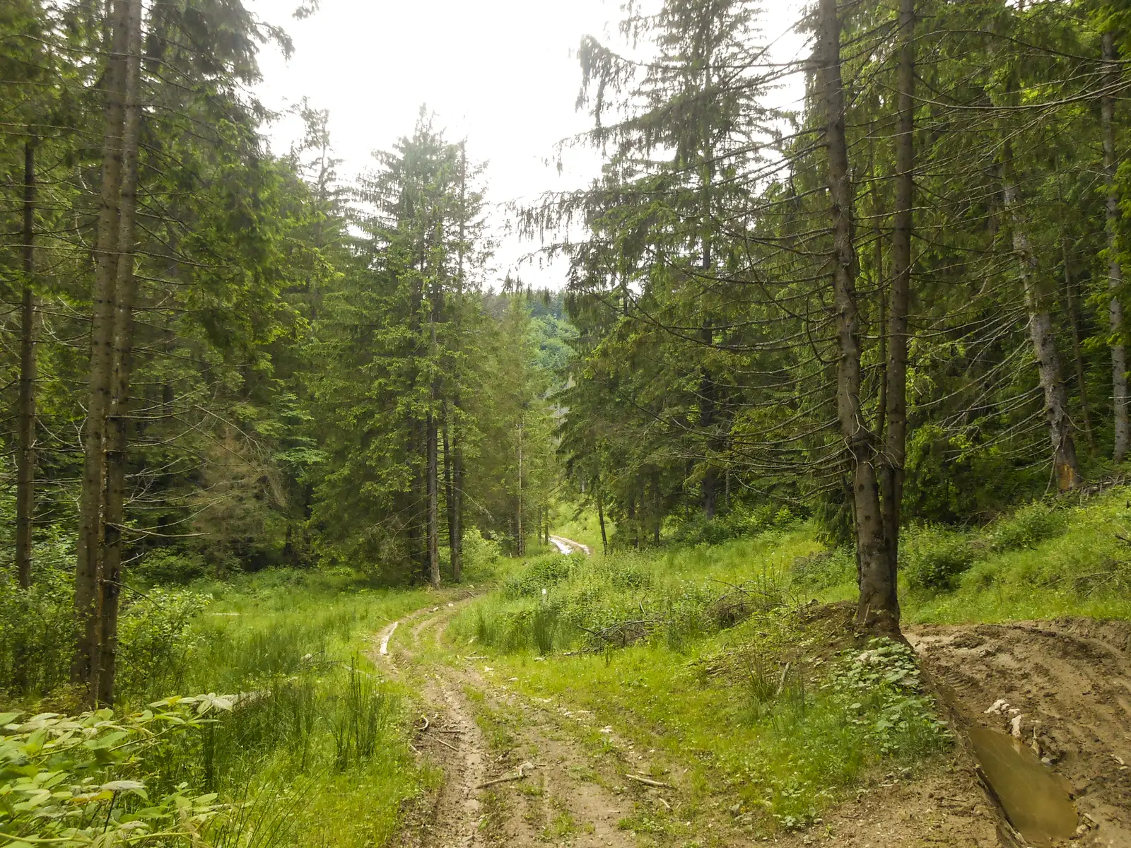 Râşnov - şaua dintre Râşnov şi Poiana Braşov - Valea Poienii - Poiana Braşov