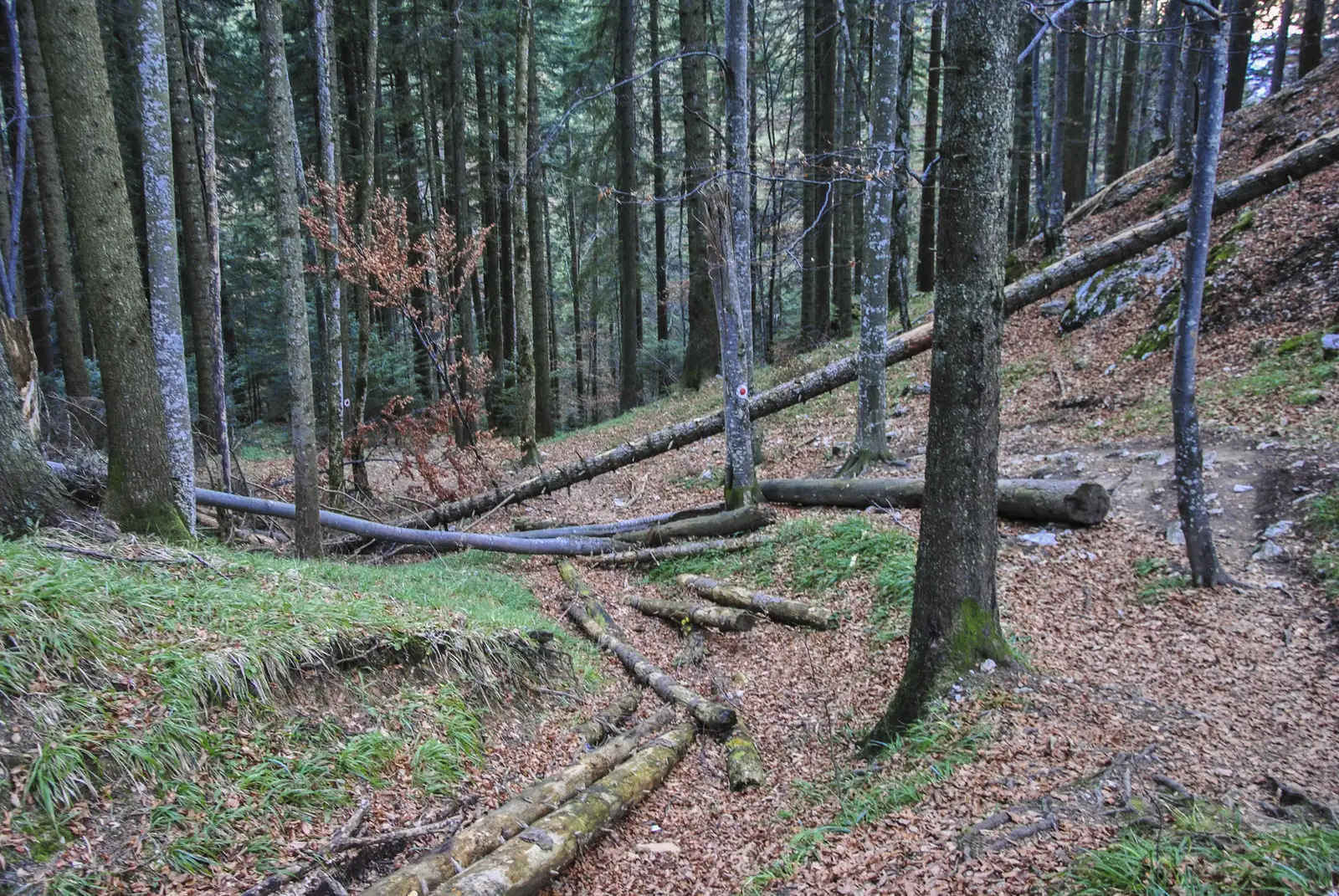 Ocolire Canion 7 Scări