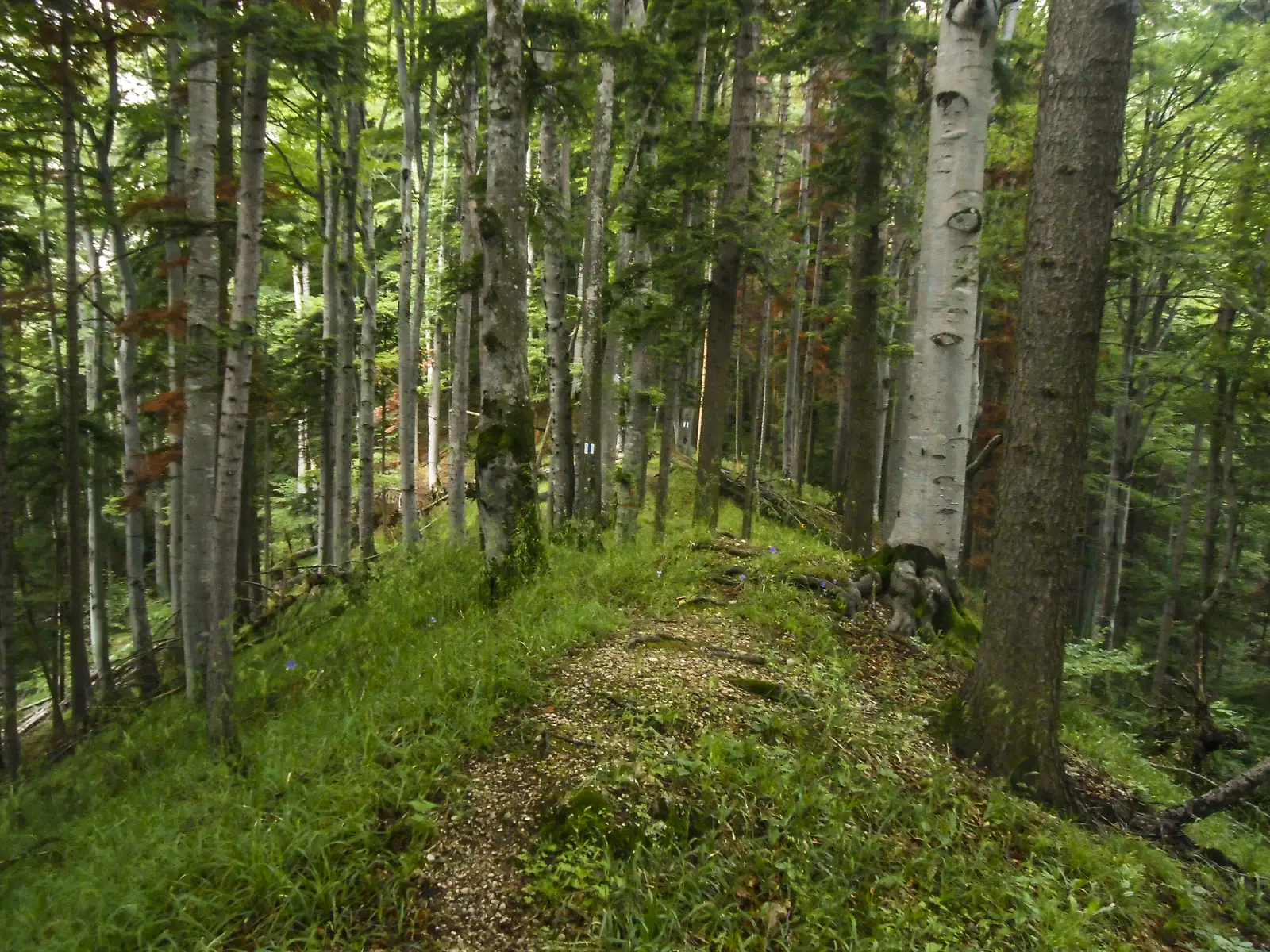 Timişu de Jos - Cabana Postăvaru/Julius Romer - Braşov