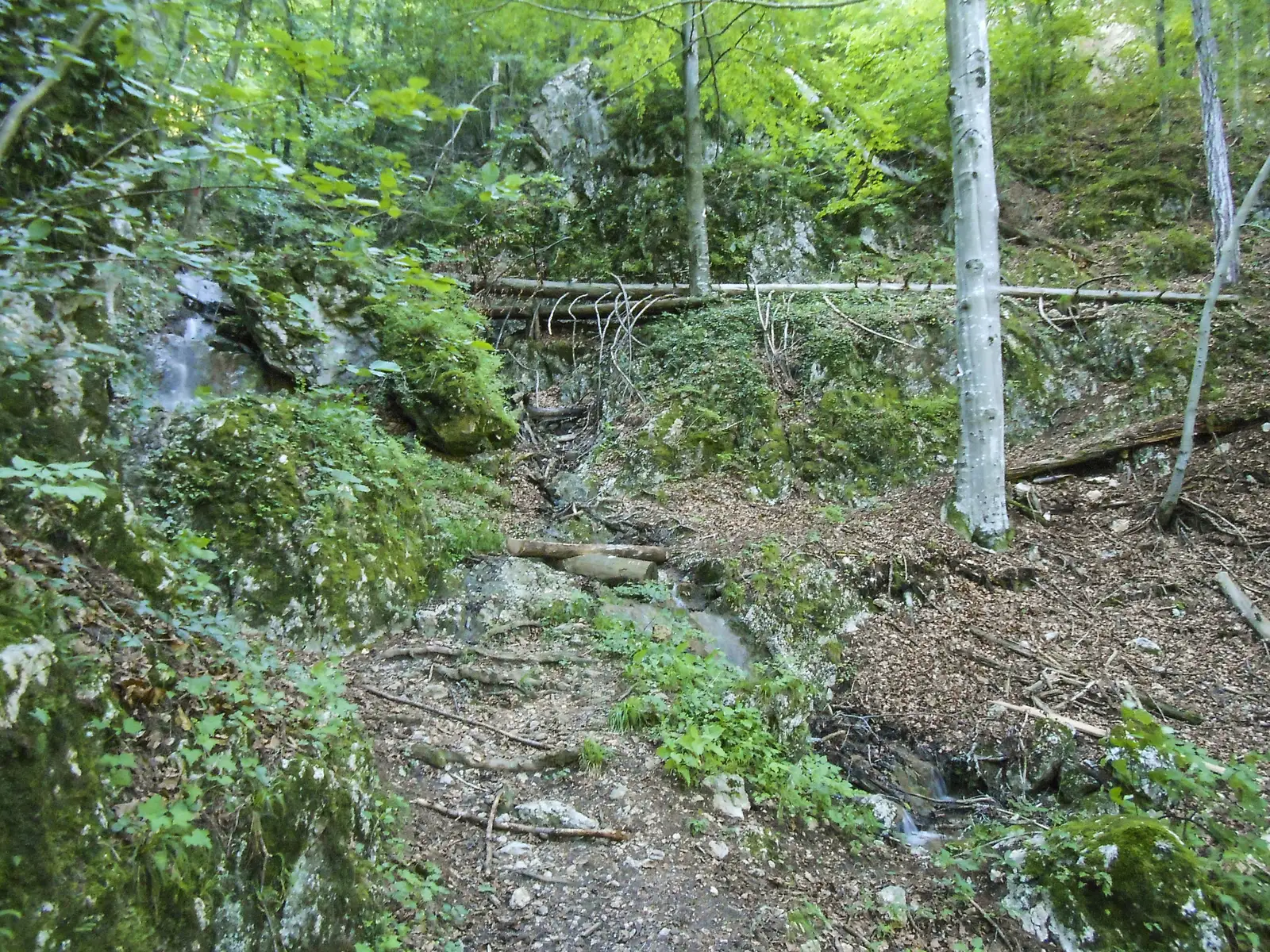 Braşov (Pietrele lui Solomon) - Vâlcelul Dracului - Stejerişul Mare