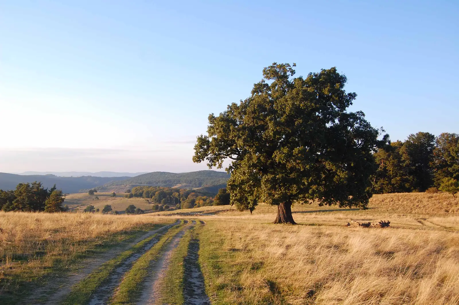 Via Transilvanica, Terra Saxonum 2/4: Saschiz - Sighişoara