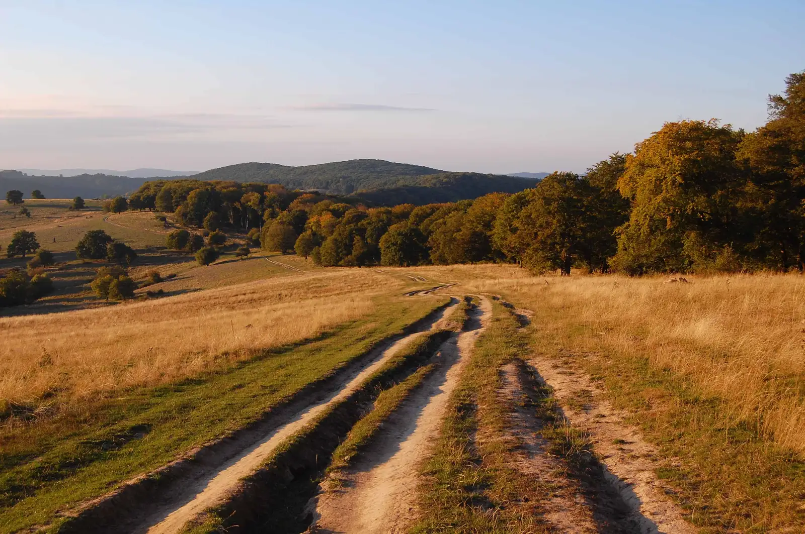 Sighişoara - Pădurea Lucaci - Dealul din Mijloc - Sighişoara