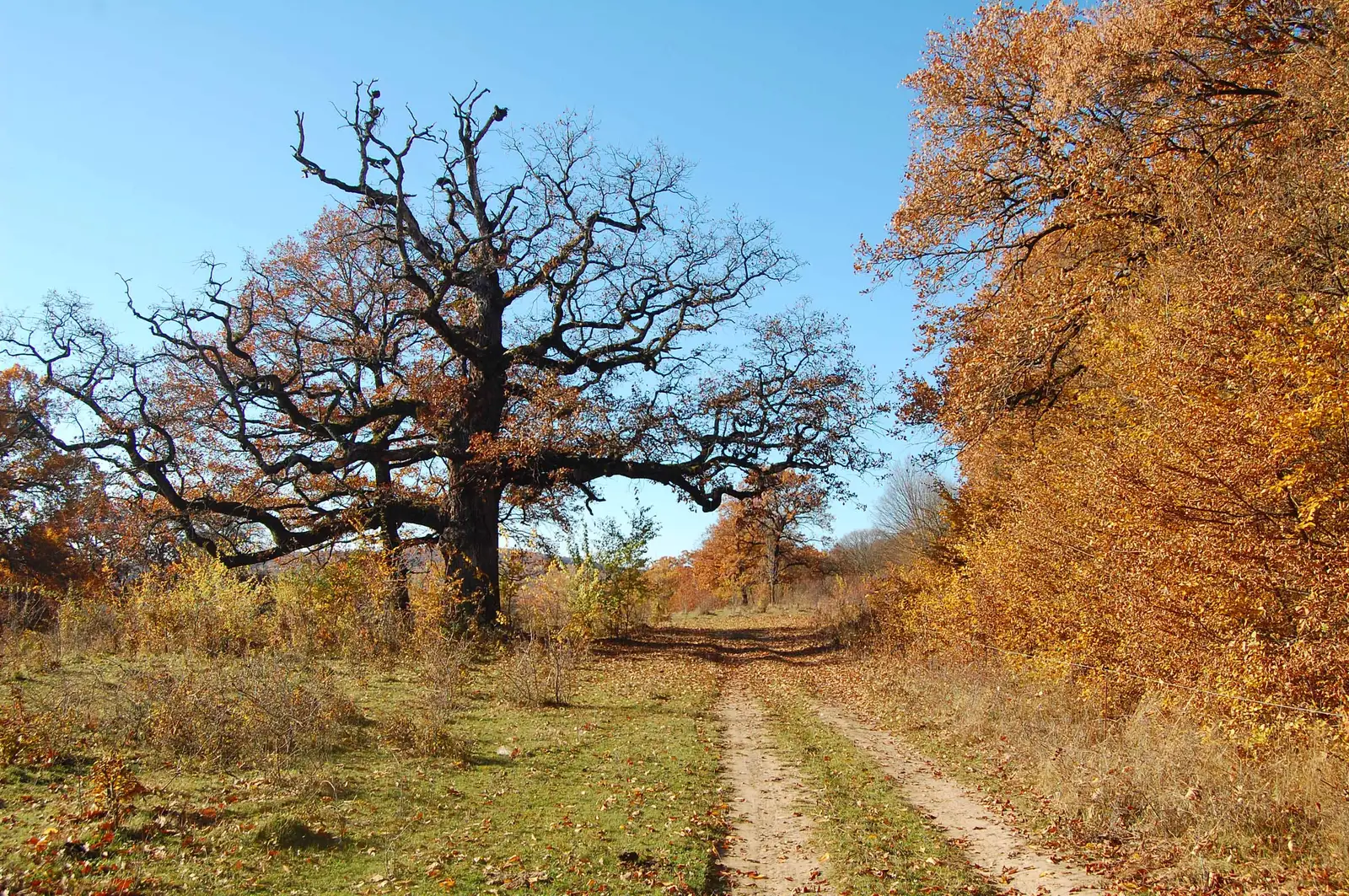 Rupea - Dacia - Dealul Dudei - Cetatea Rupea - Rupea
