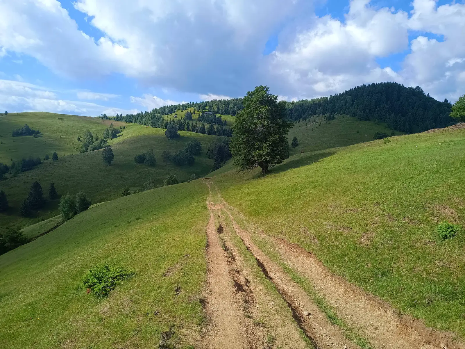 Răşinari - Poiana Tomnatec - Culmea Muntelui - Răşinari