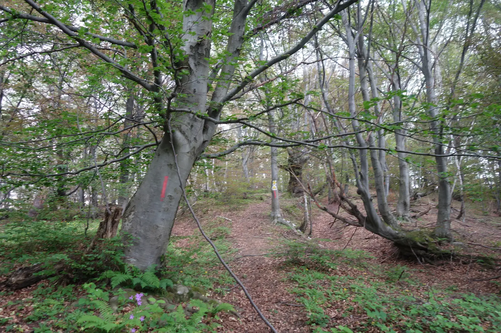 Culmea Fântânii (traseul TA) - traseul PG