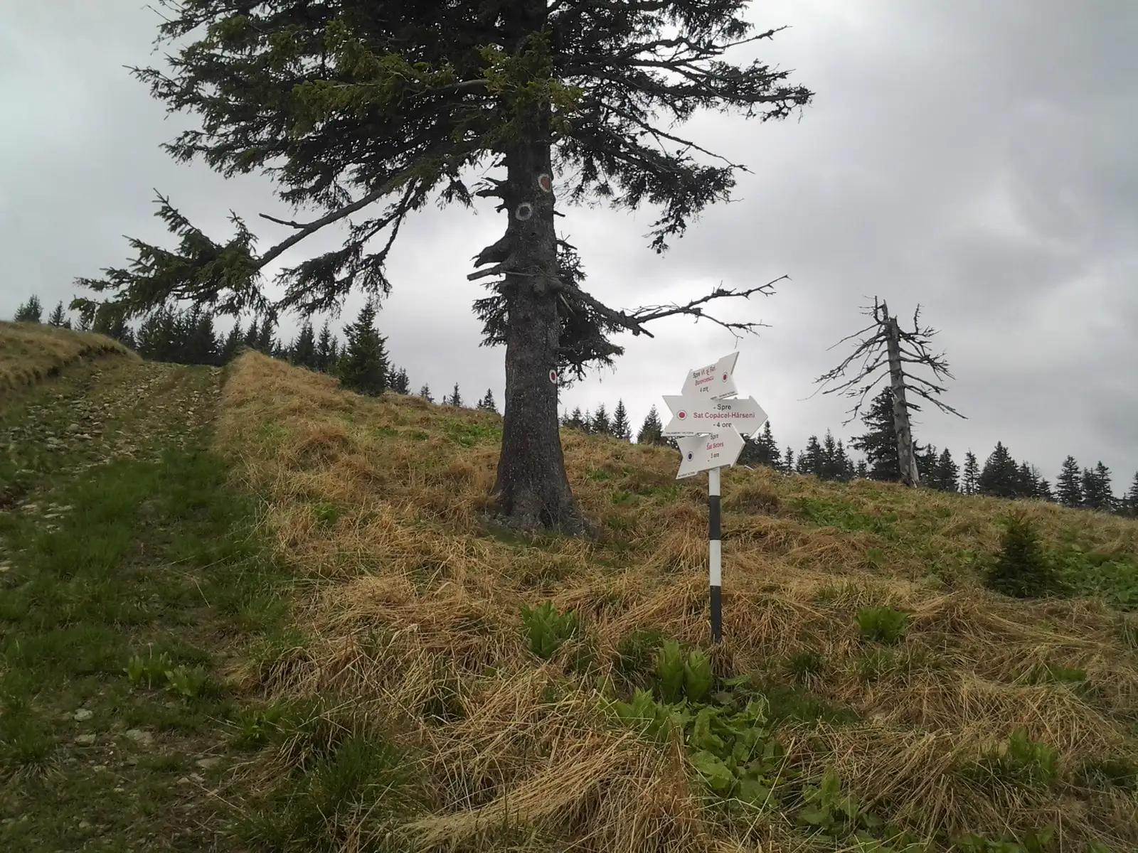 V. Sebeşului - sub Vf. Pietriceaua