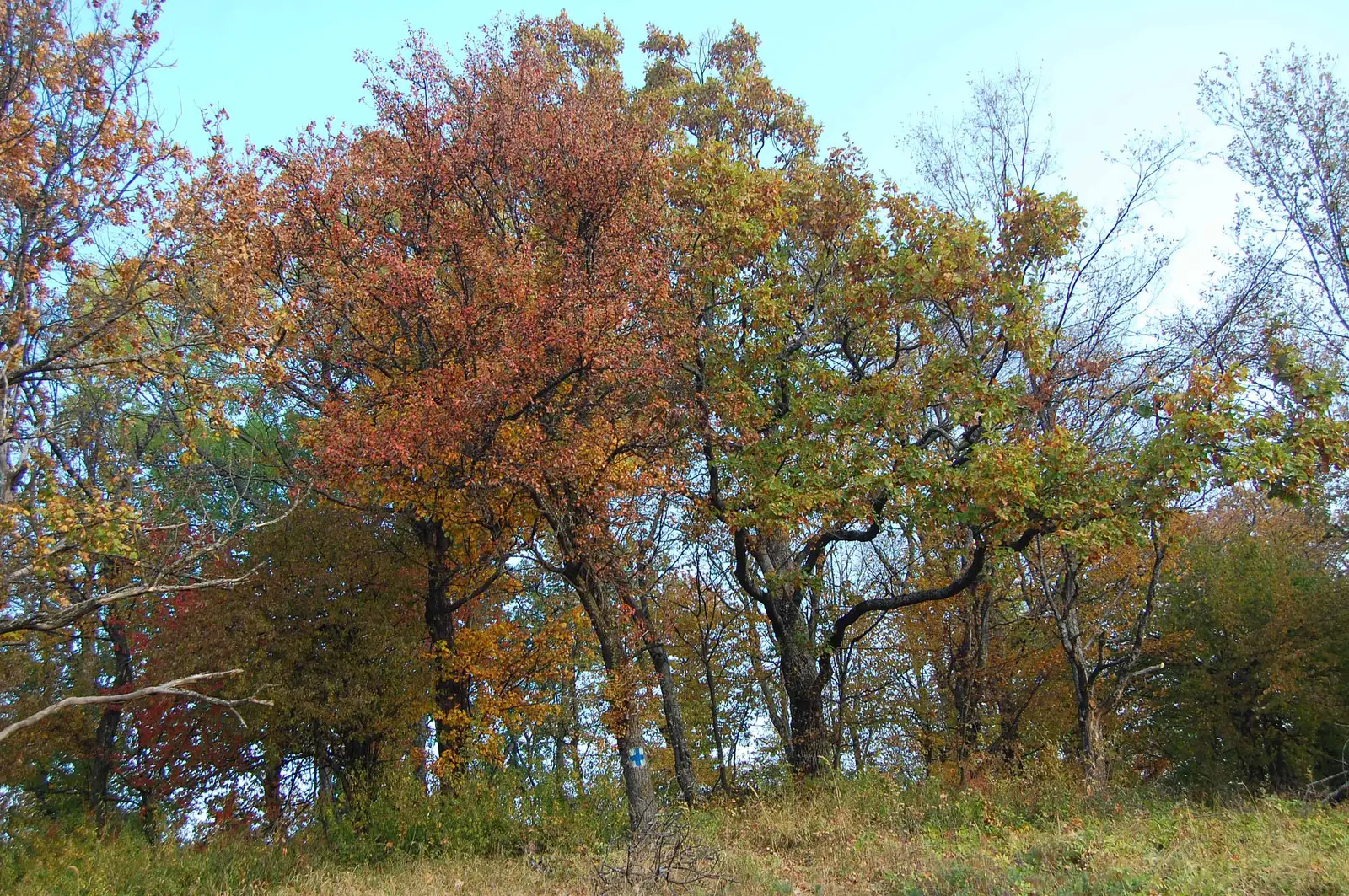 intersecţia PA, PR, BR - Dealul Boteşul - intersecţia PA, PR, BR