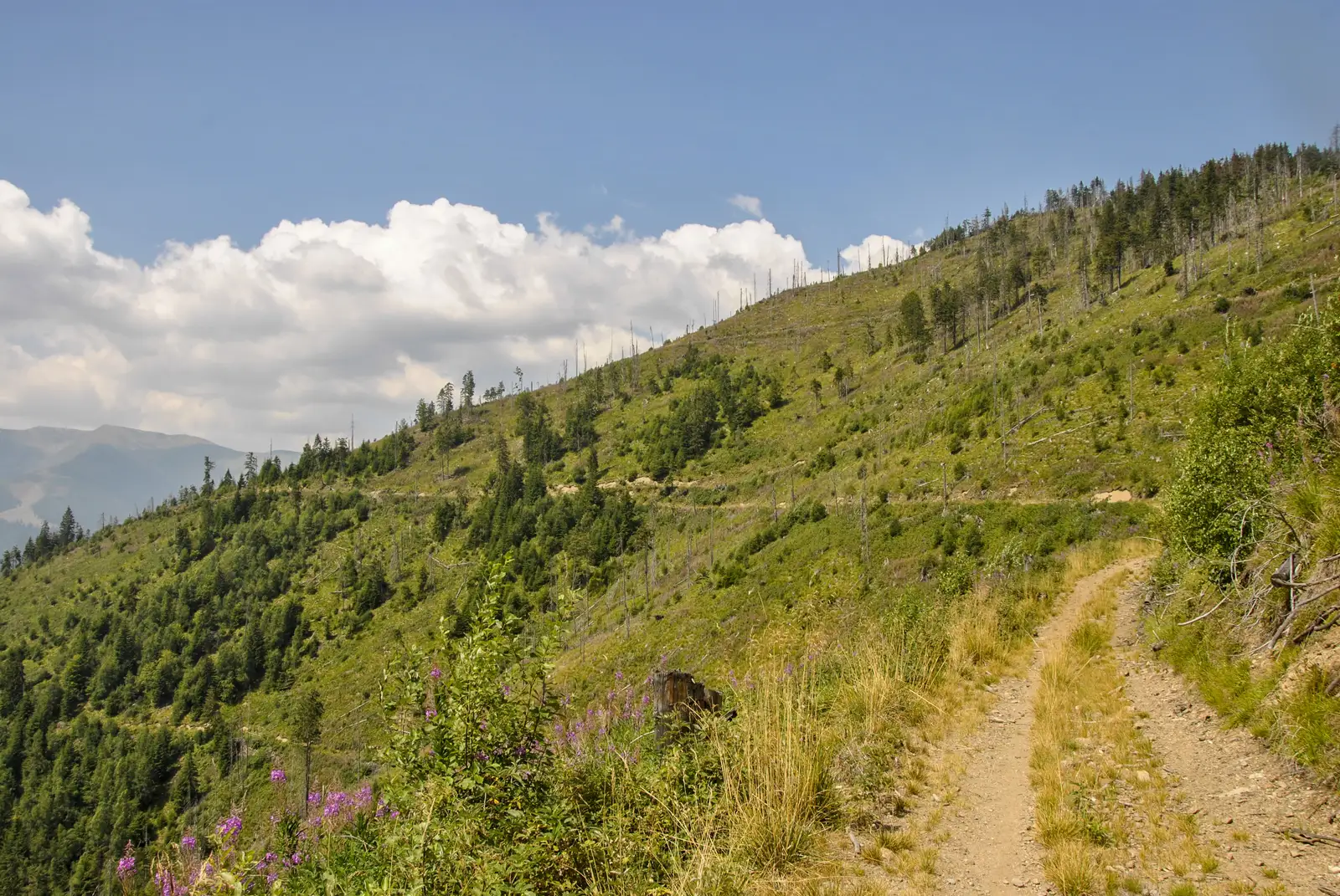 Cabana Plaiul Foii -Şaua Tămaşului-Răchita