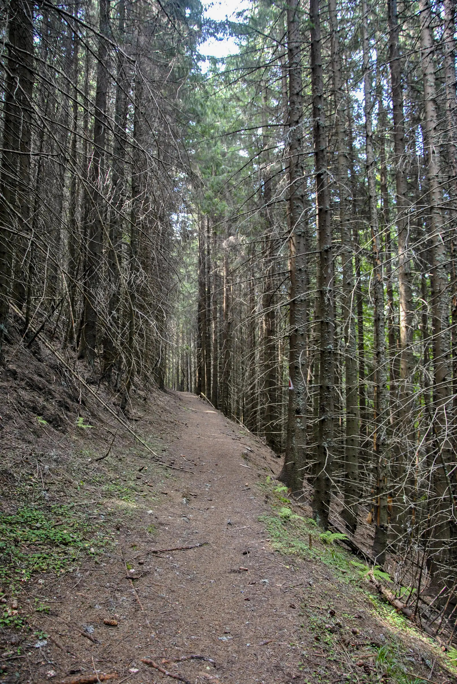 Cabana Plaiul Foii-Cabana Dragoş Băjan-Cojocaru