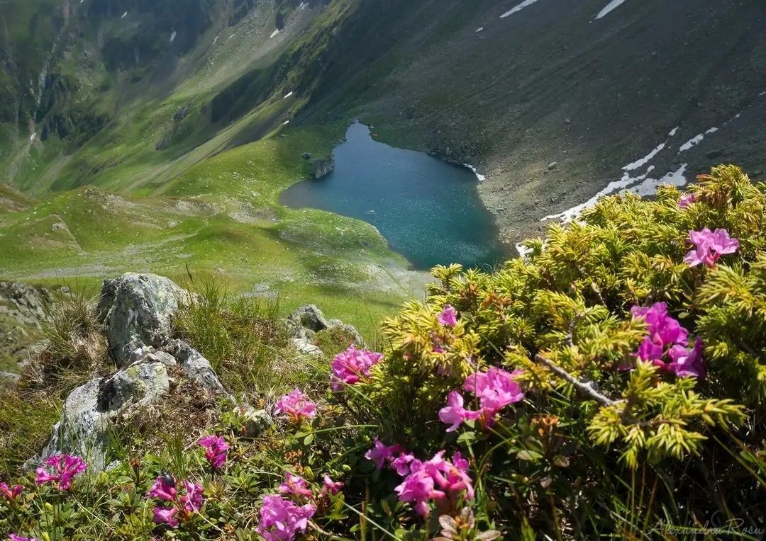 Cabana și Vf Suru - Lacul Avrig