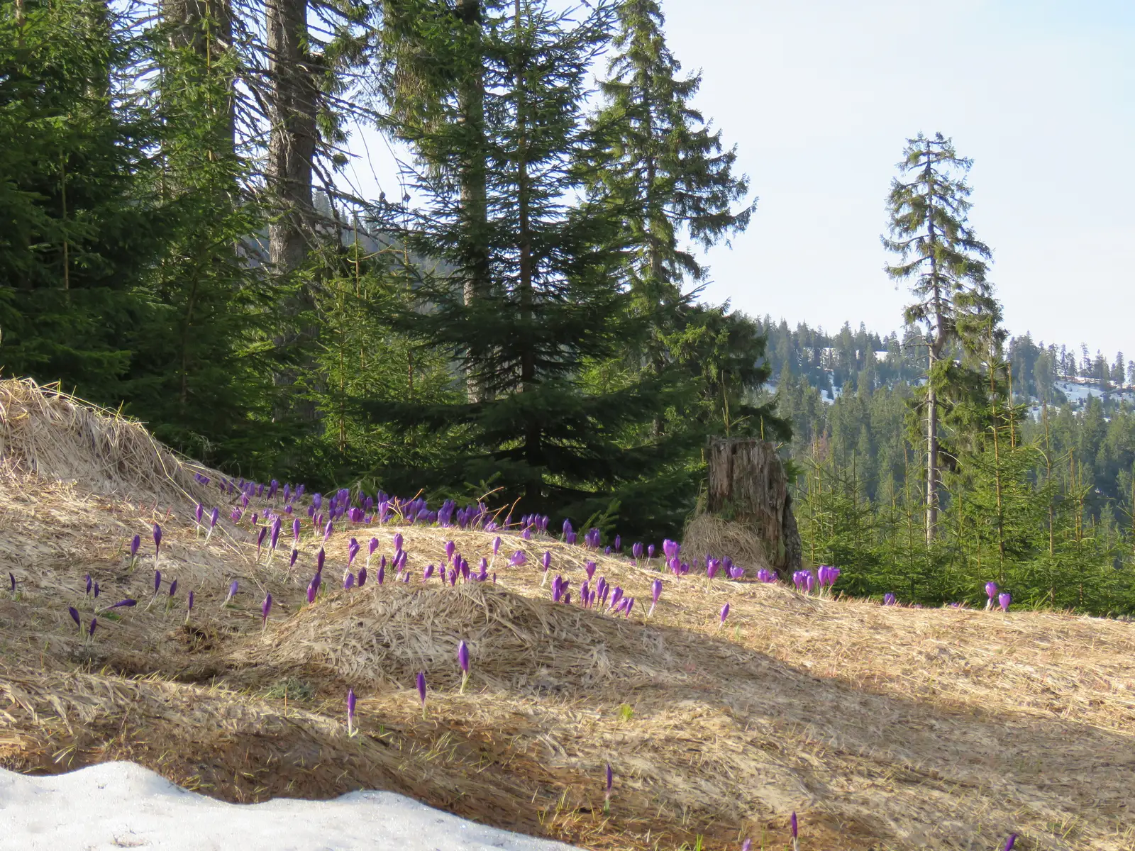BUCLA TRASEU de la Buza dealului la Puzdrele 