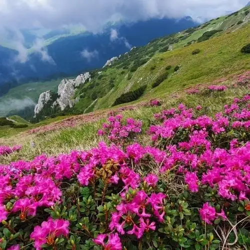 AMiHiKE - cabana Padina -> vârful Bătrâna