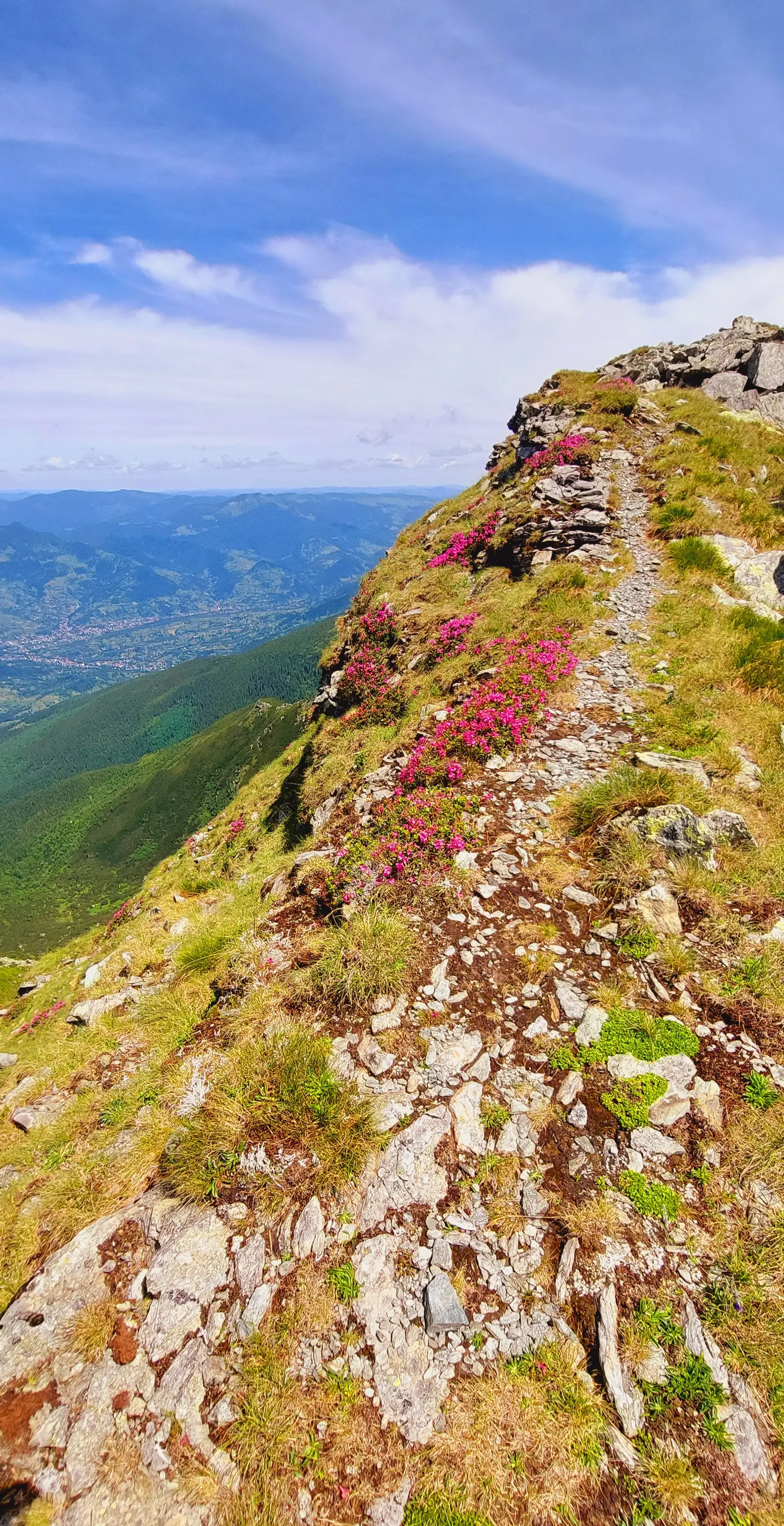 Moisei - Culmea Hotarului - Vf. Pietrosu Rodnei - Vf. Grohotu - Piciorul Piatra Albă - Borșa