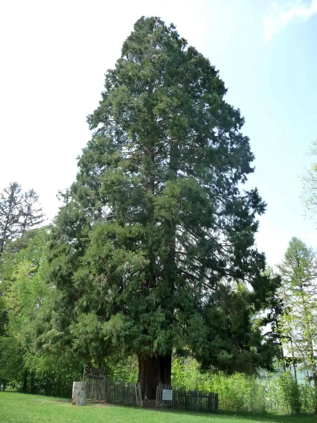 Plimbare la arborele Sequoia.