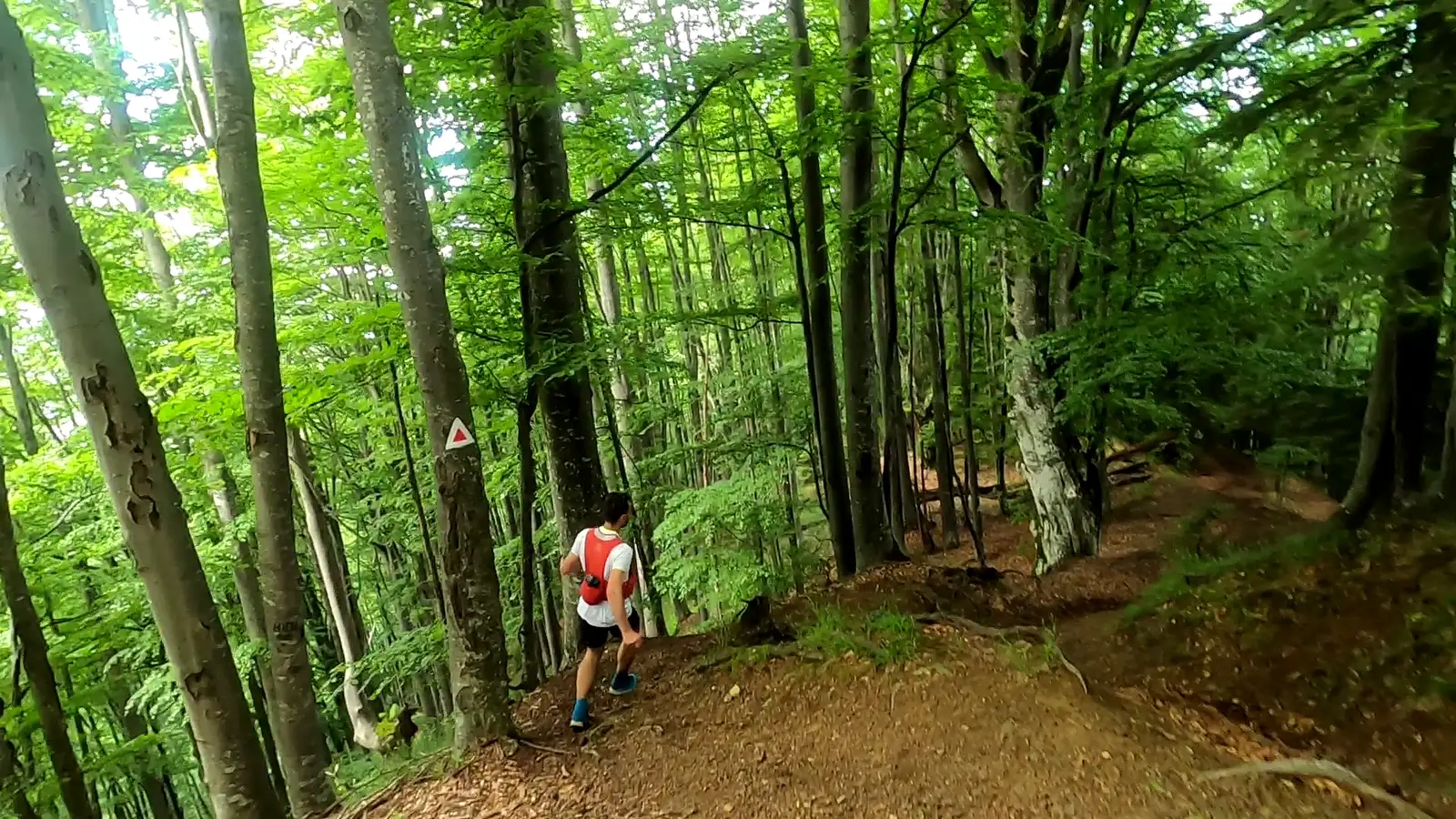 Traseul de alergare Turnu Rosu Challange