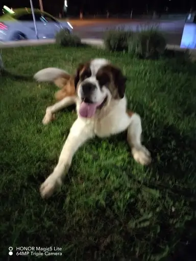 










                                                         Marcu  Camelia Adela