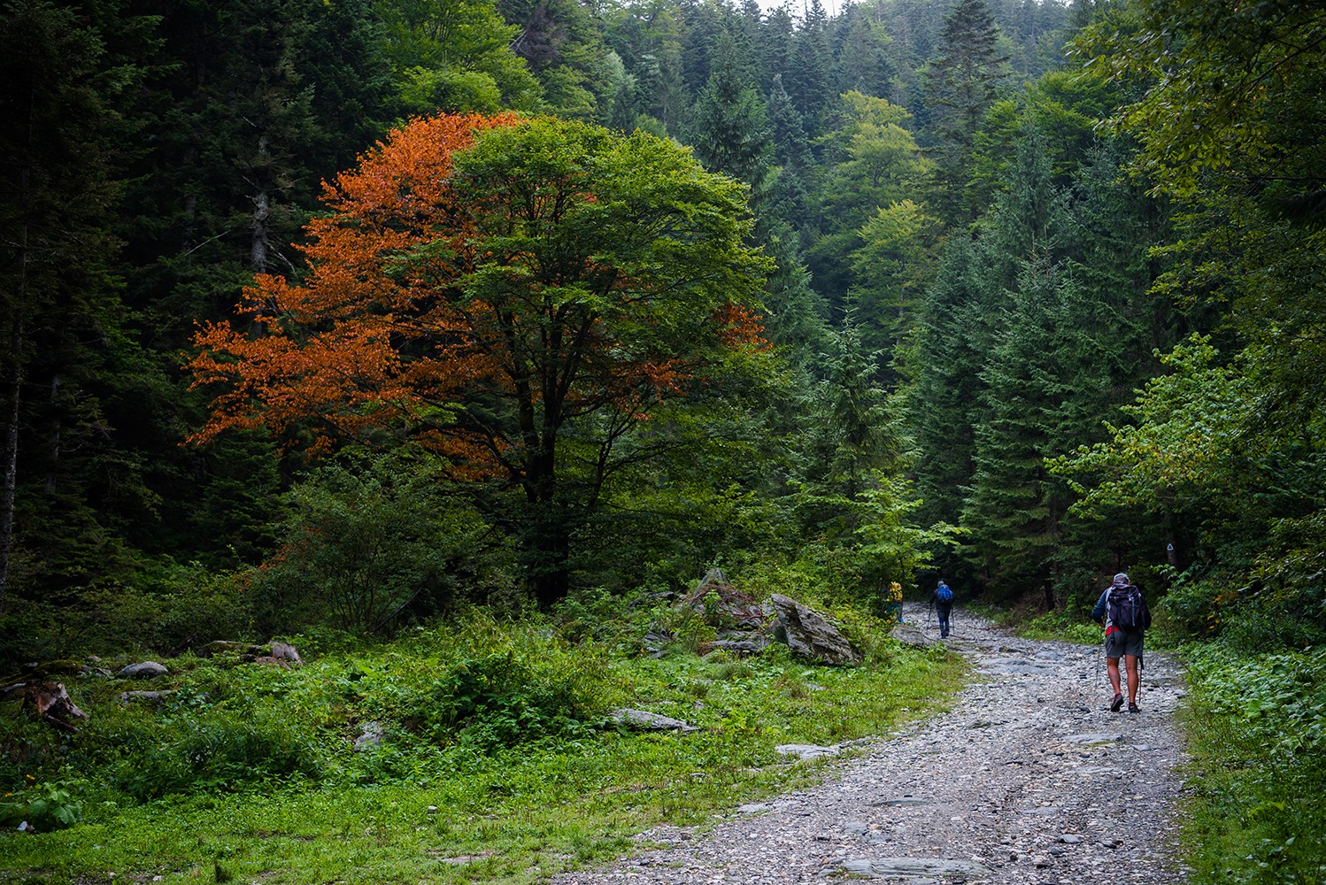 Vârful Negoiu