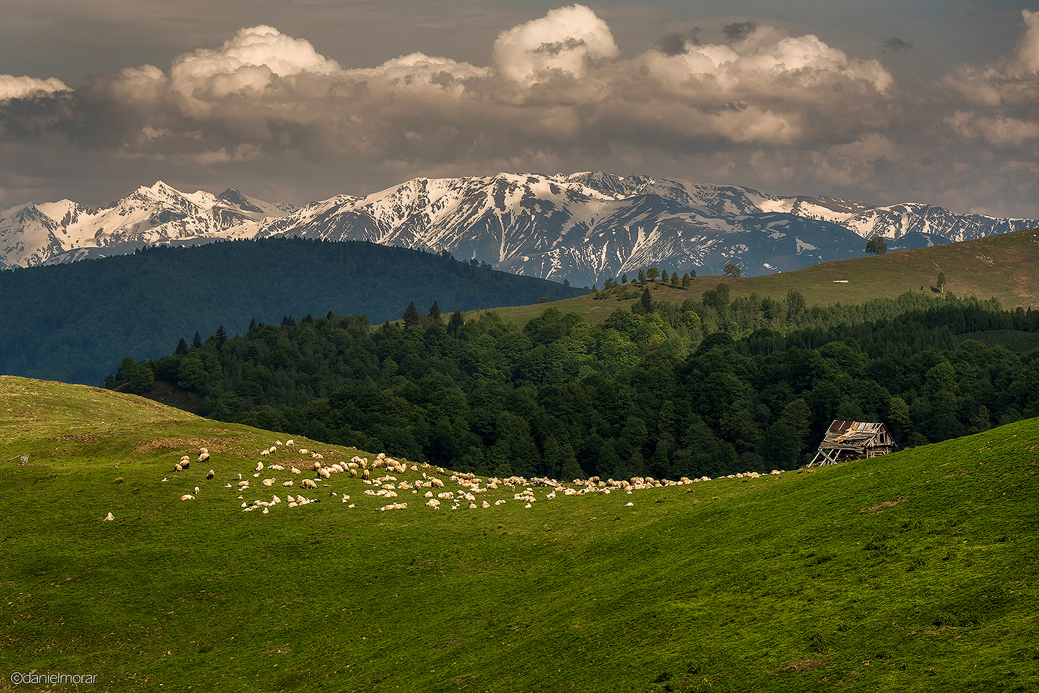  Vârful Suru văzut dinspre Păltiniș - Daniel Morar