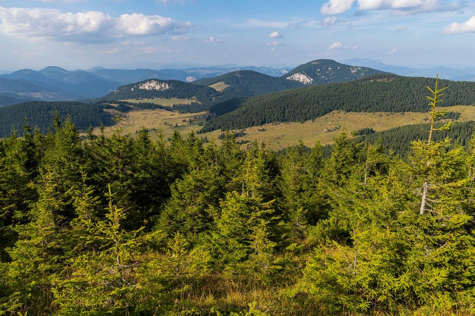 Vedere spre Poiana Albă, de pe vârful Hășmașul Mare - Andrei Pahomi