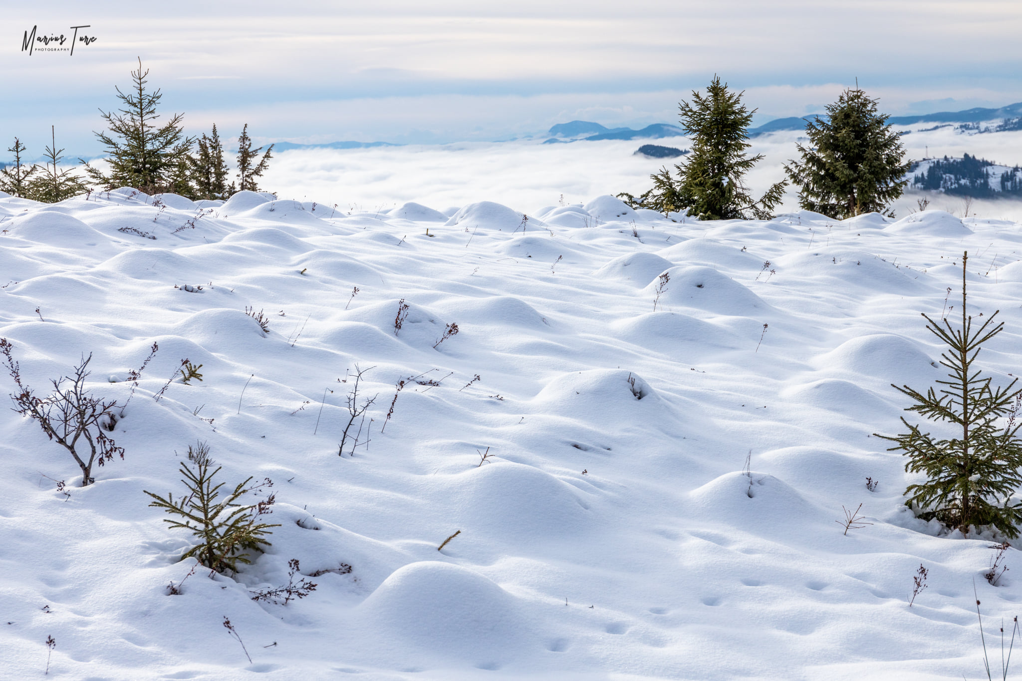 Mușuroaie acoperite de zăpadă - Marius Turc