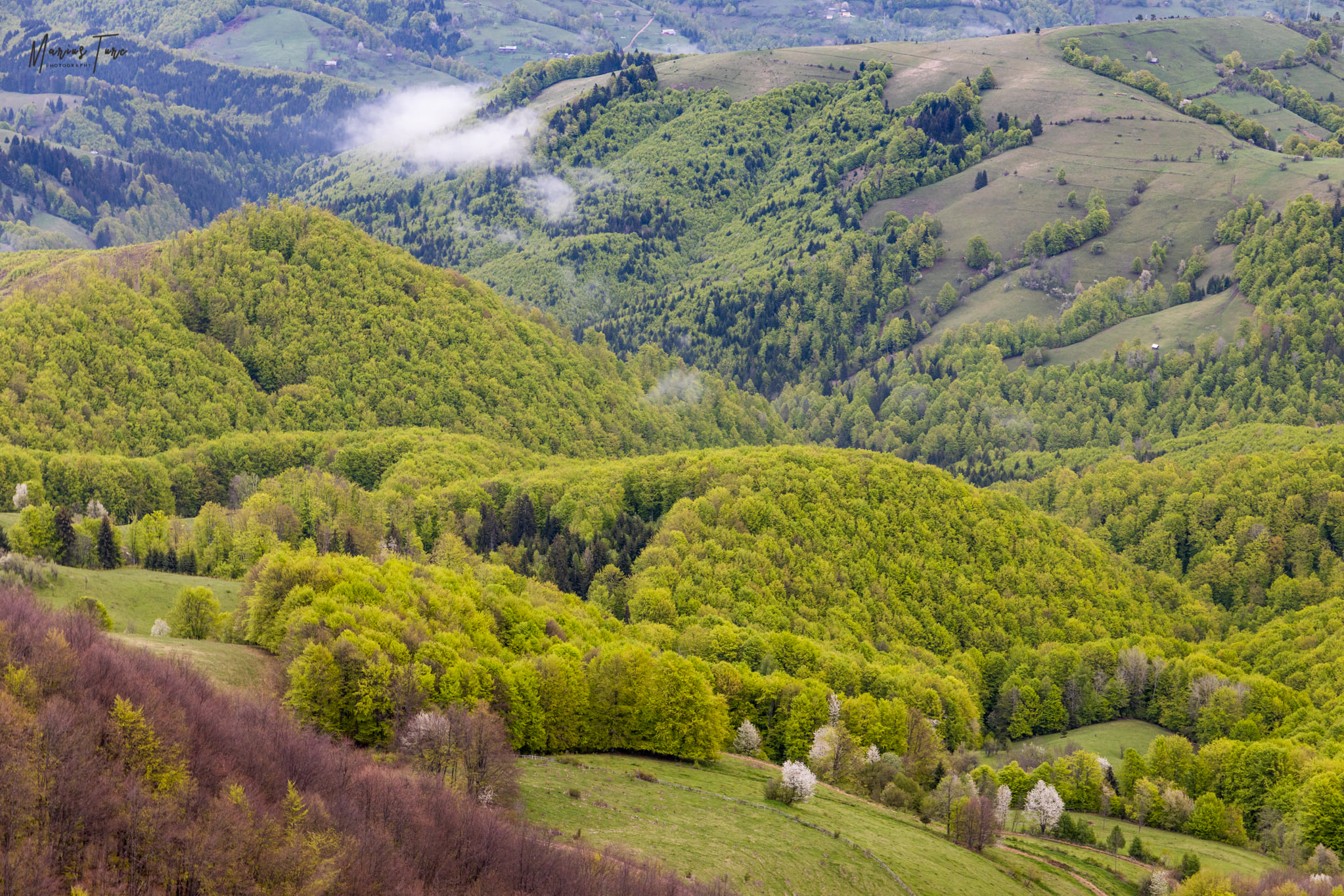 Culorile primăverii la poalele Masivului Vulcan - Marius Turc