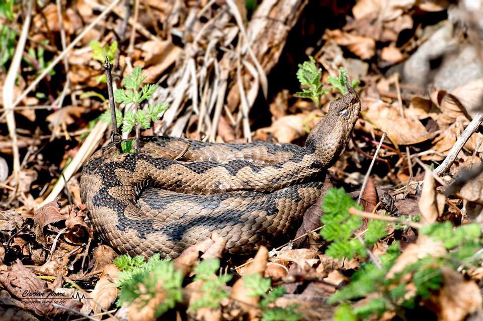  vipera cu corn Cheile Garlistei