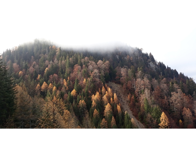 Culori de toamna pe Valea Malaiesti Culori de toamna pe Valea Malaiesti