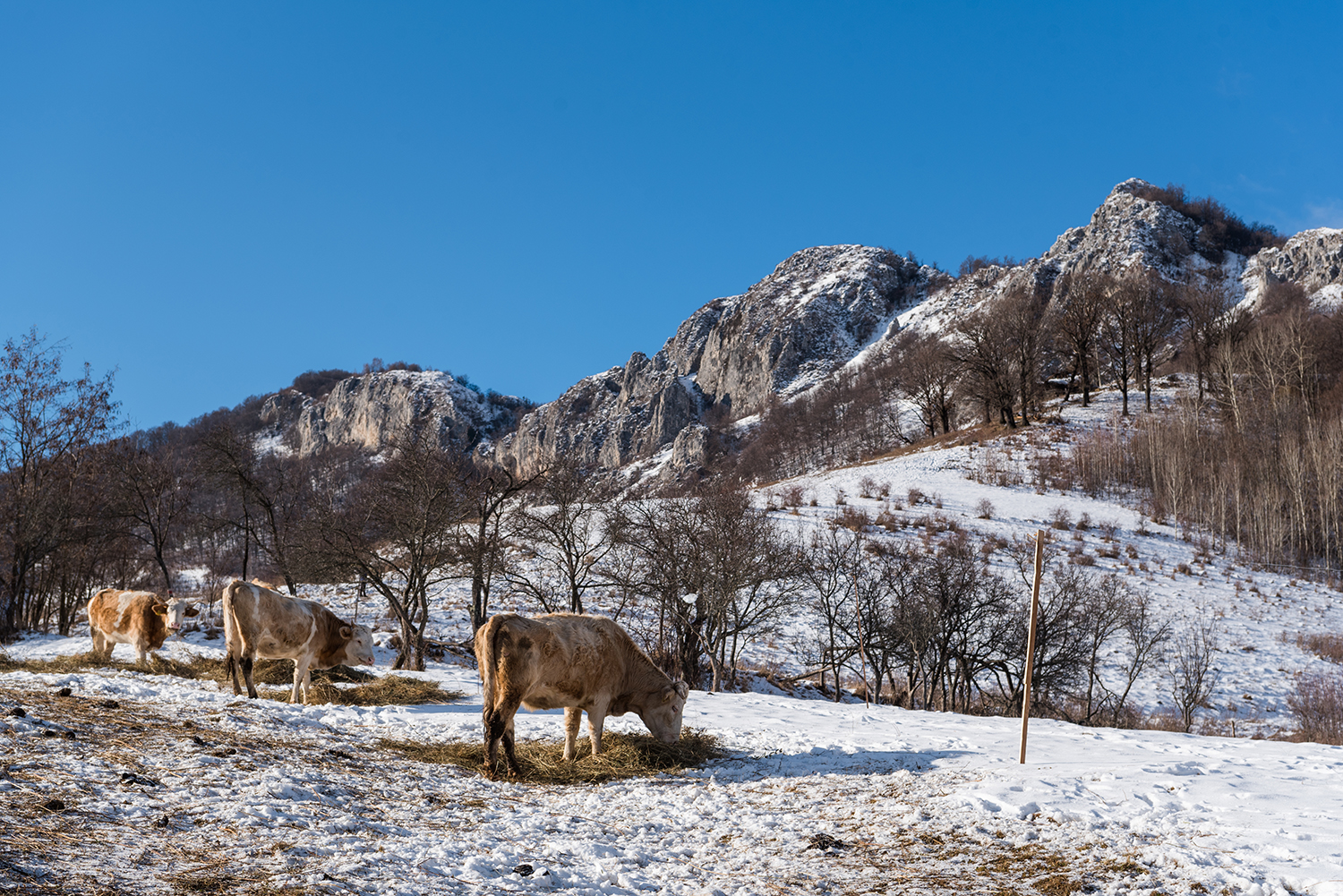 Munții Trascăului