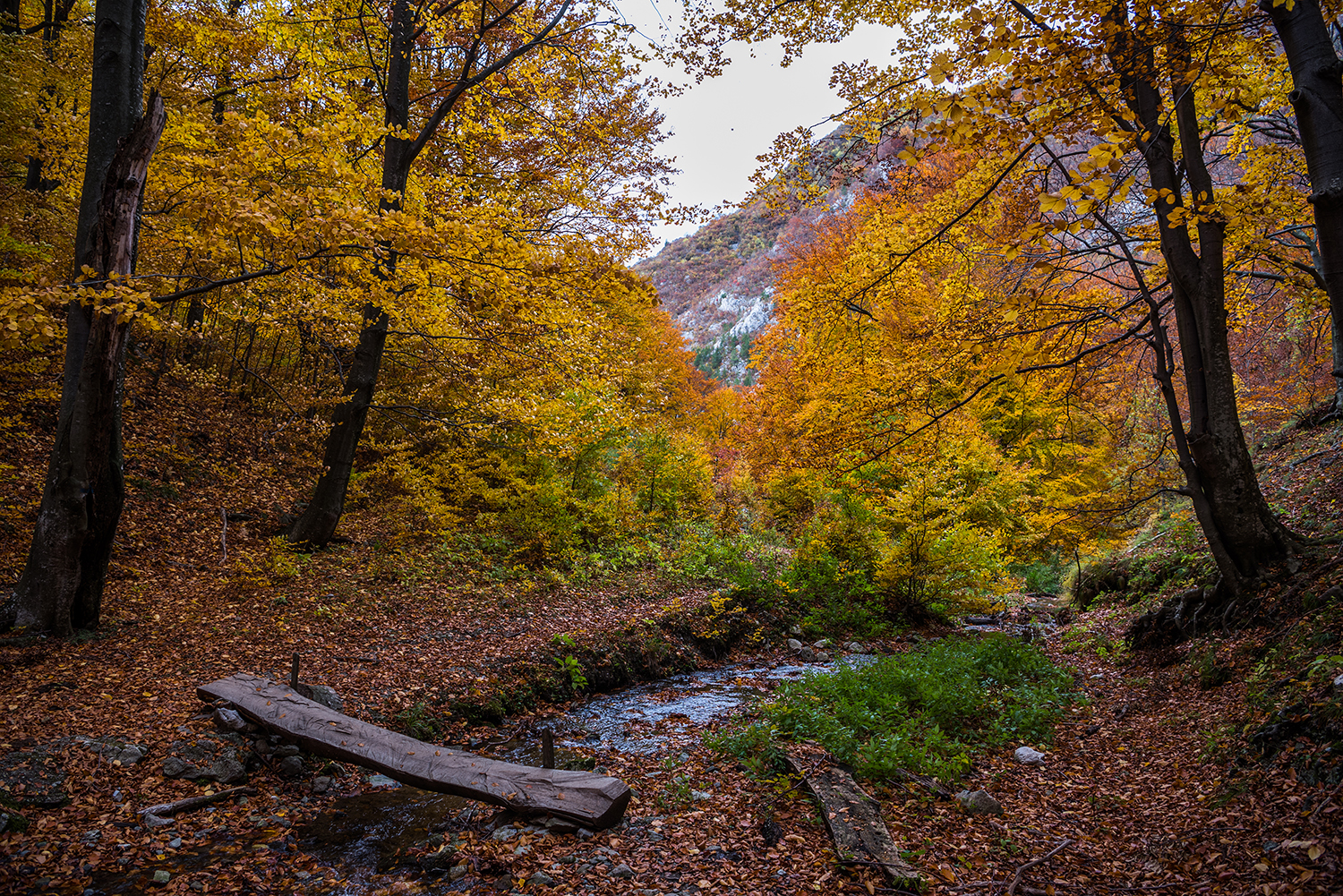 Parcul National Domogled-Valea Cernei